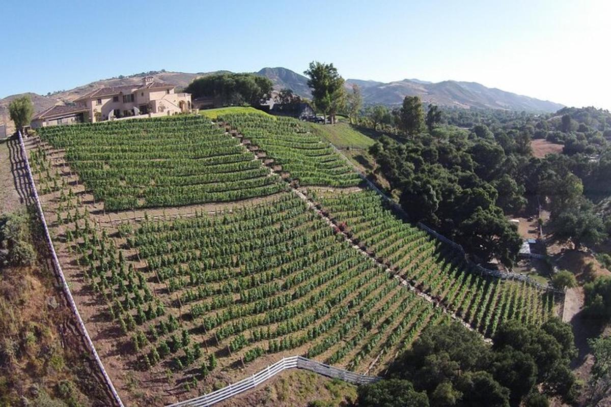 an aerial view of a large vineyard