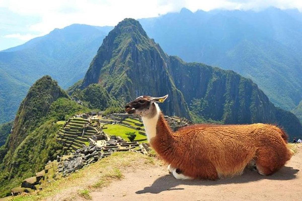 lama stendur á fjallstoppi