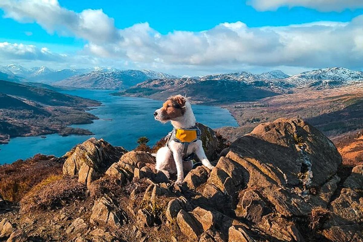 un cane seduto in cima a una montagna
