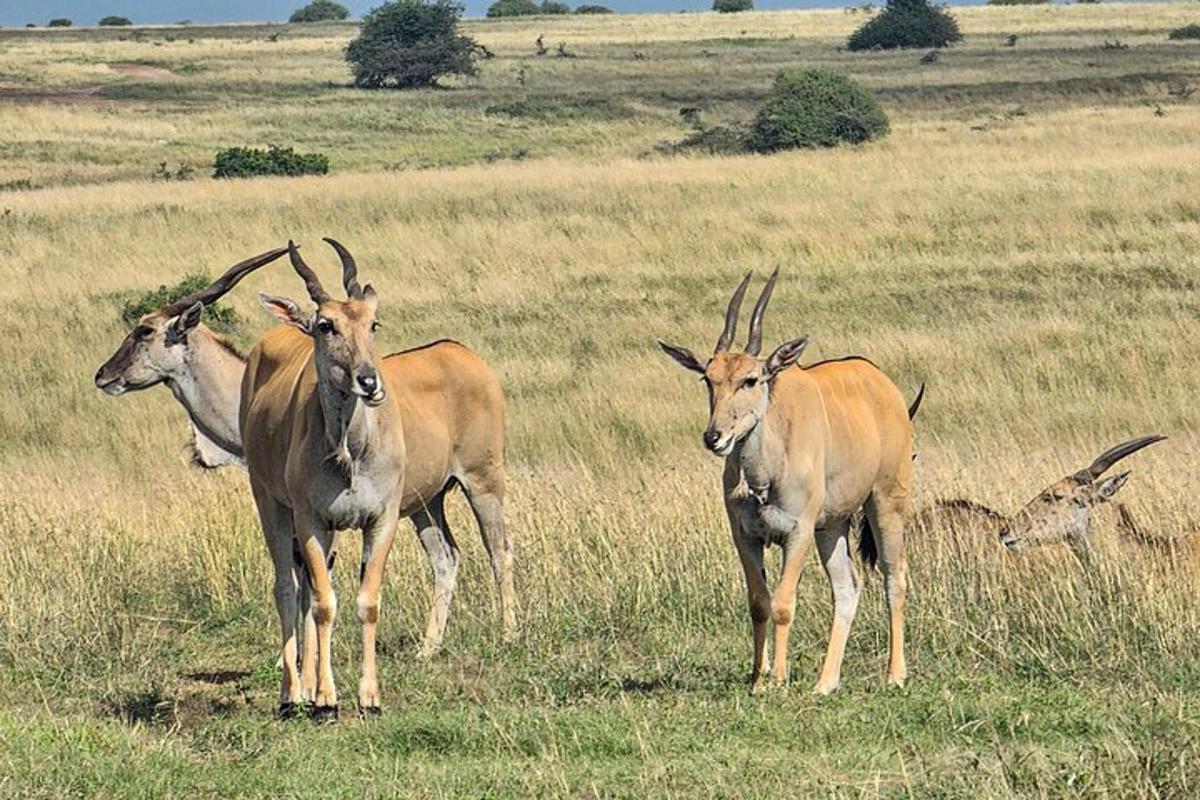 un gruppo di antilopi in piedi in un campo