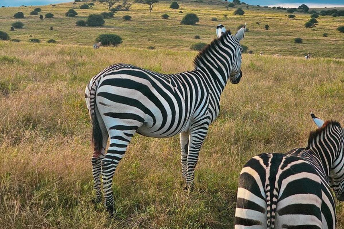 due zebre in piedi in un campo d'erba