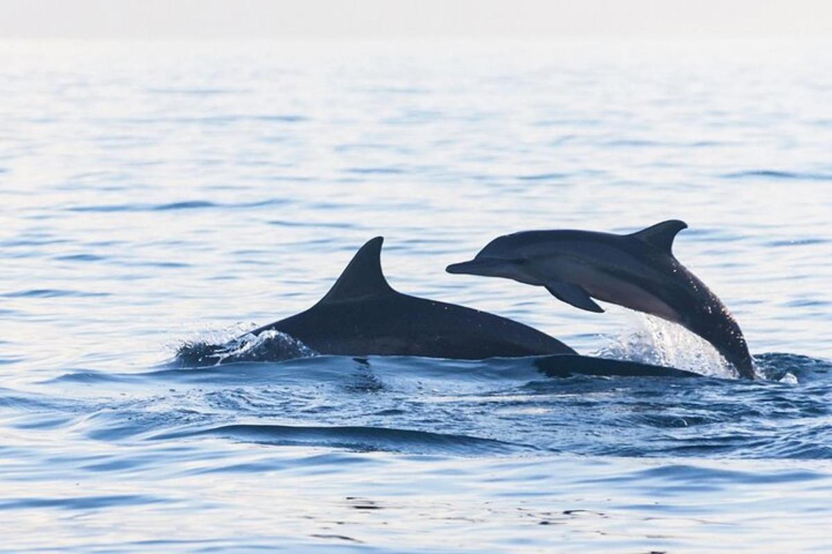 two dolphins jumping out of the water