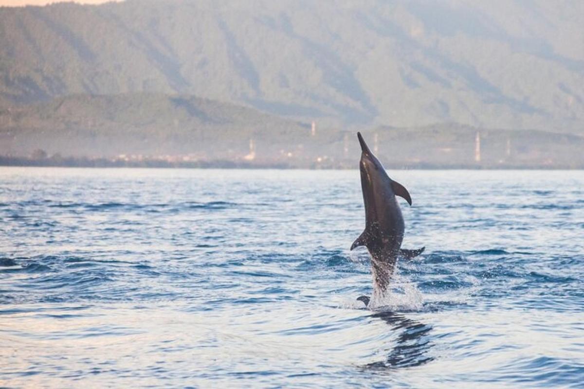 a dolphin jumping out of the water