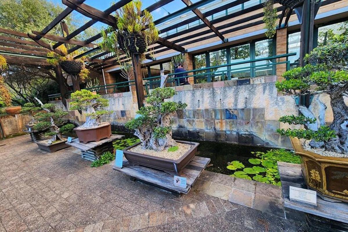 un jardí amb diversos bonsais en un edifici