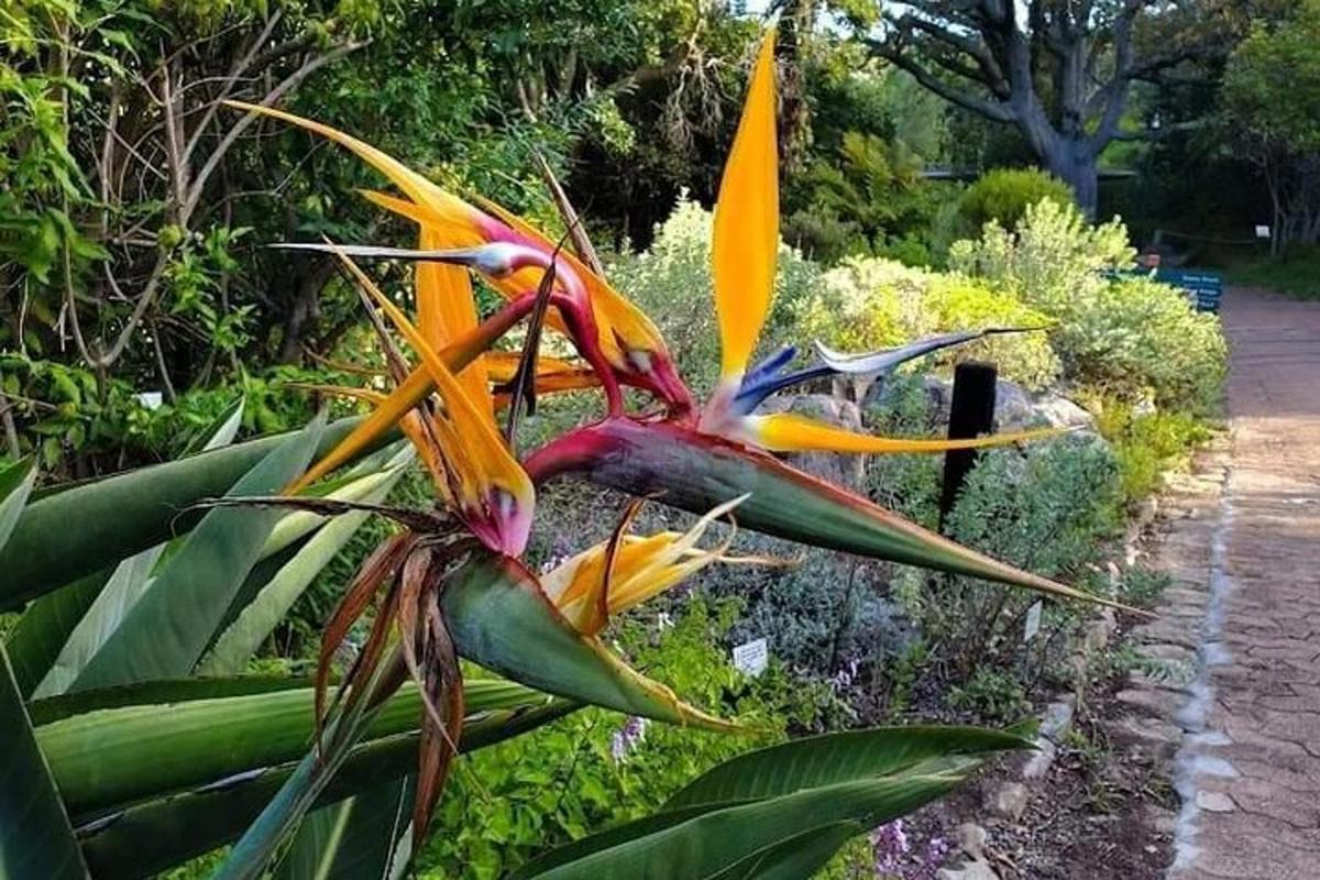 una flor groga i taronja en un jardí