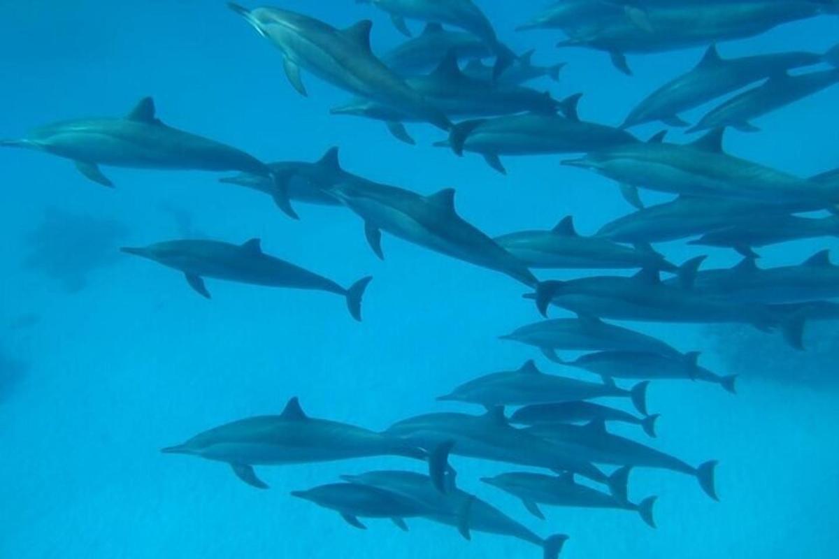 a herd of dolphins swimming in the ocean