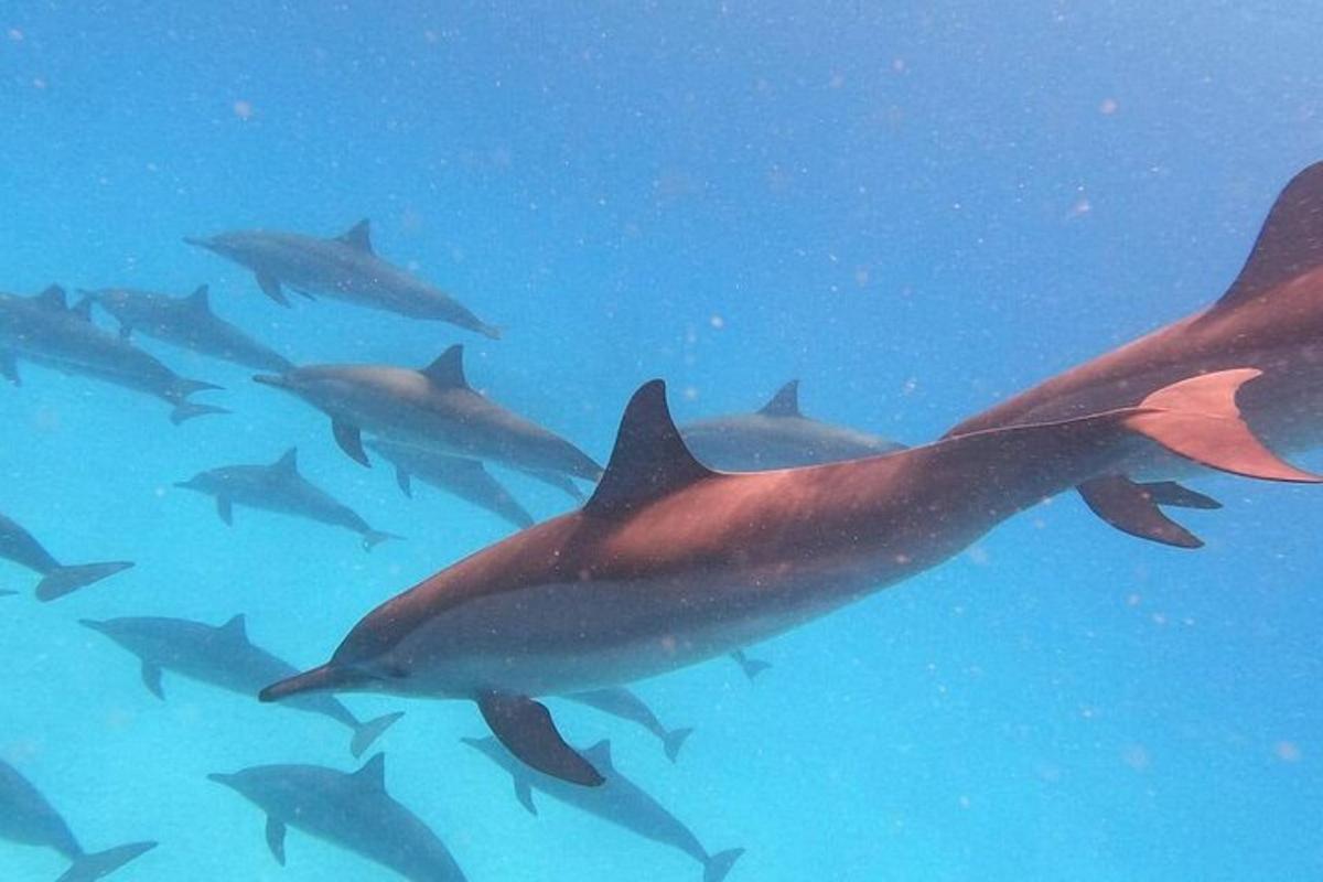 a group of sharks swimming in the water