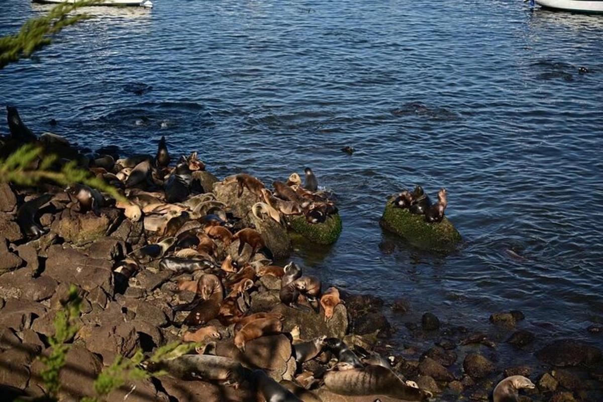 группа птиц сидит на камнях в воде