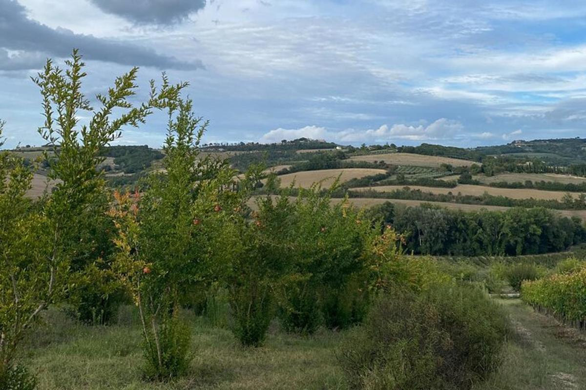 egy mező látképe fákkal és bokrokkal