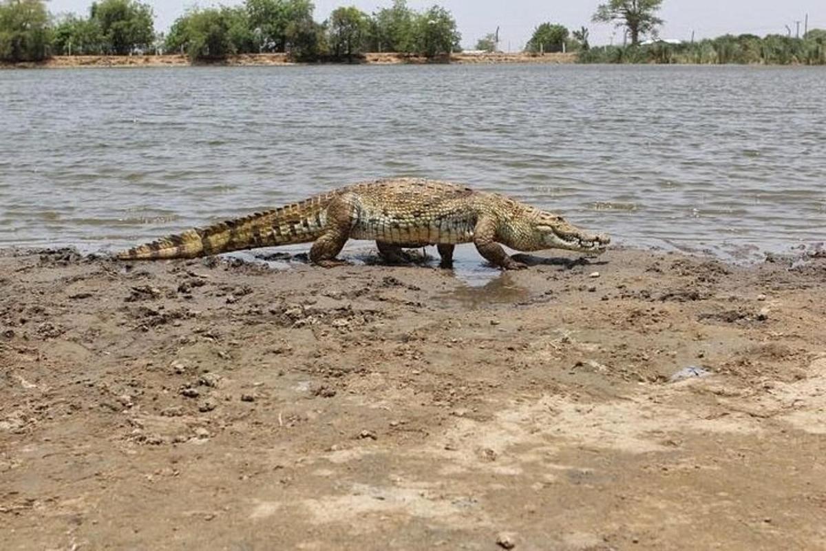krokodýl kráčející po břehu vodní plochy