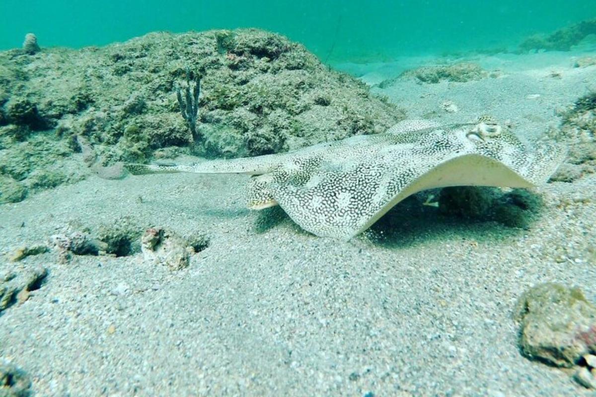uma arraia está deitada na areia do oceano