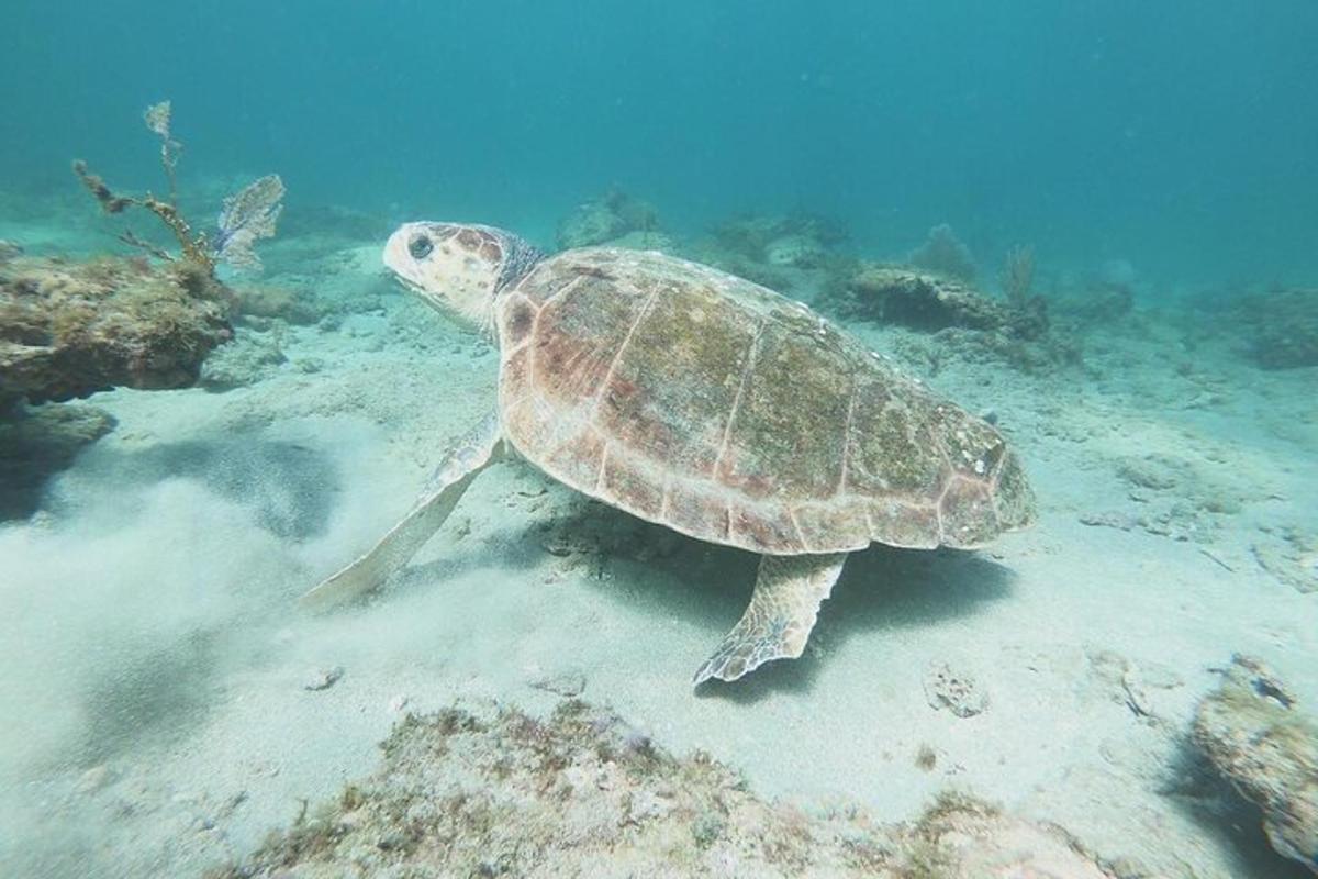 una tartaruga marina verde che nuota nell'oceano