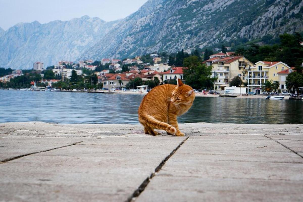 seekor kucing oren duduk di jeti berhampiran air