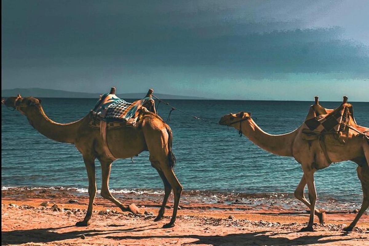 due persone a cavallo di cammelli sulla spiaggia