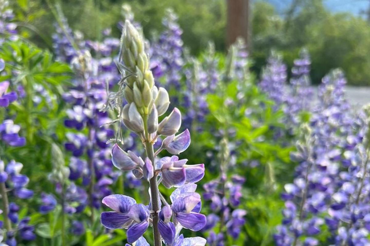 un ram de flors morades en un jardí