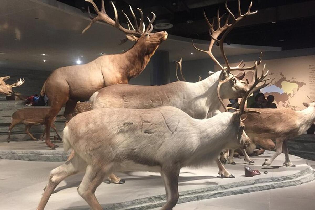 a group of animals on display in a museum