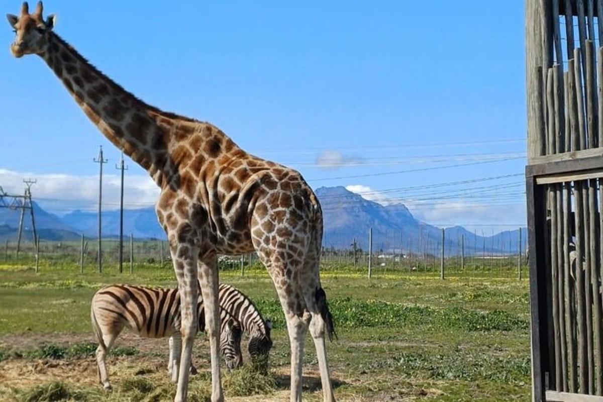 žirafa a zebra stojící na poli