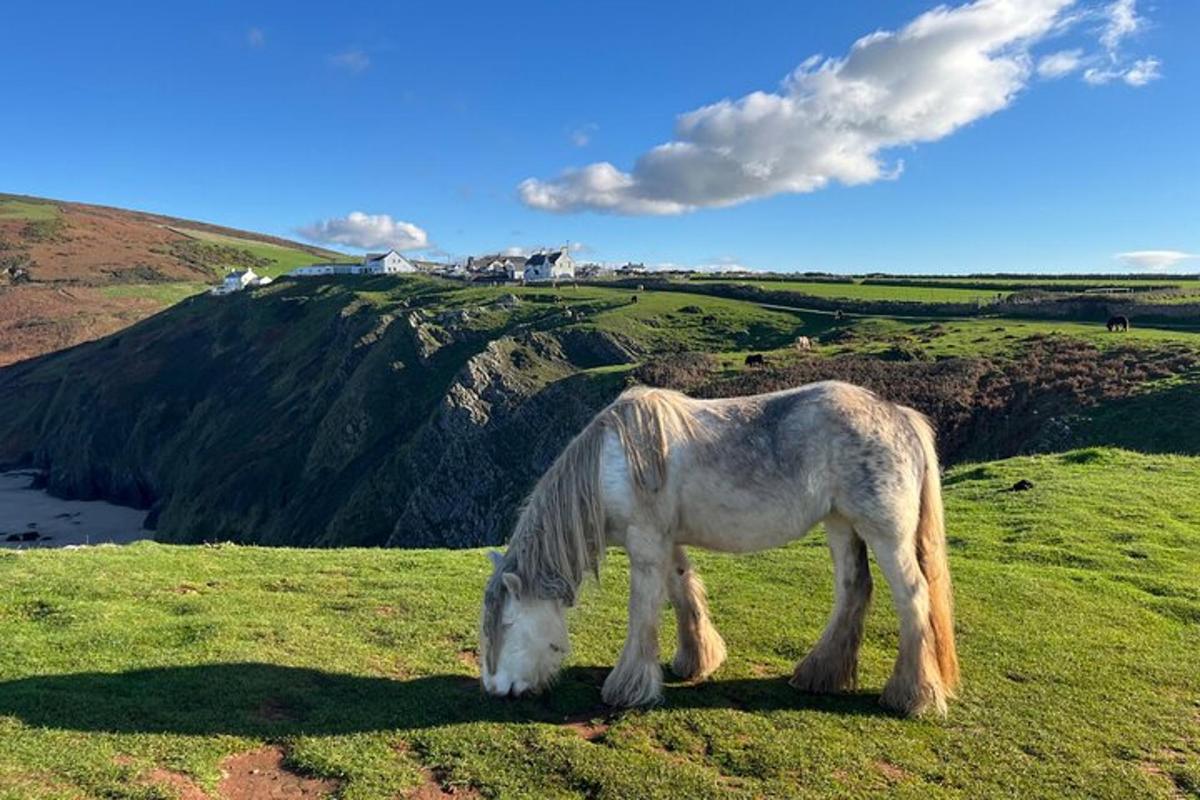 hvítur hestur beit á grasvelli
