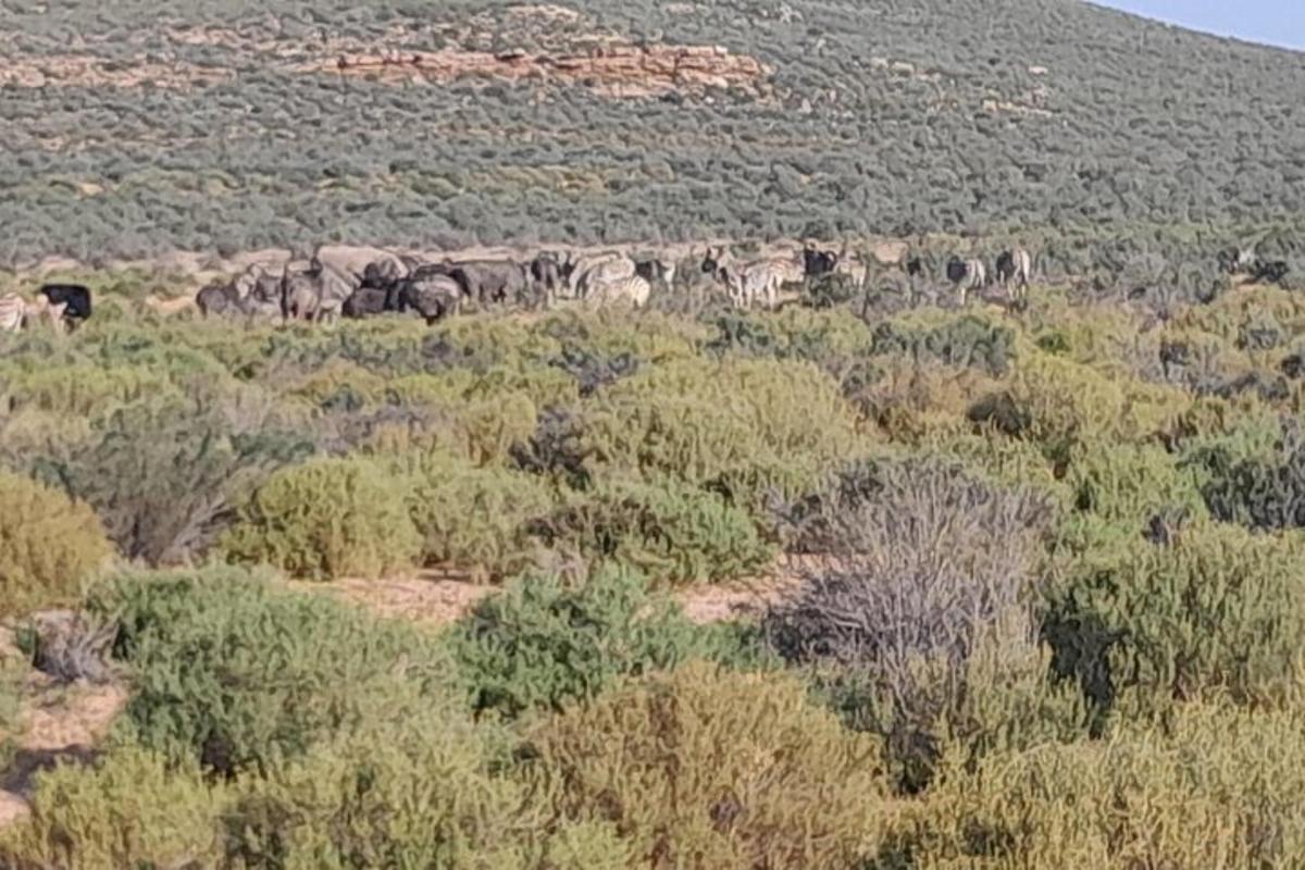 Una manada de elefantes caminando por un campo con árboles.