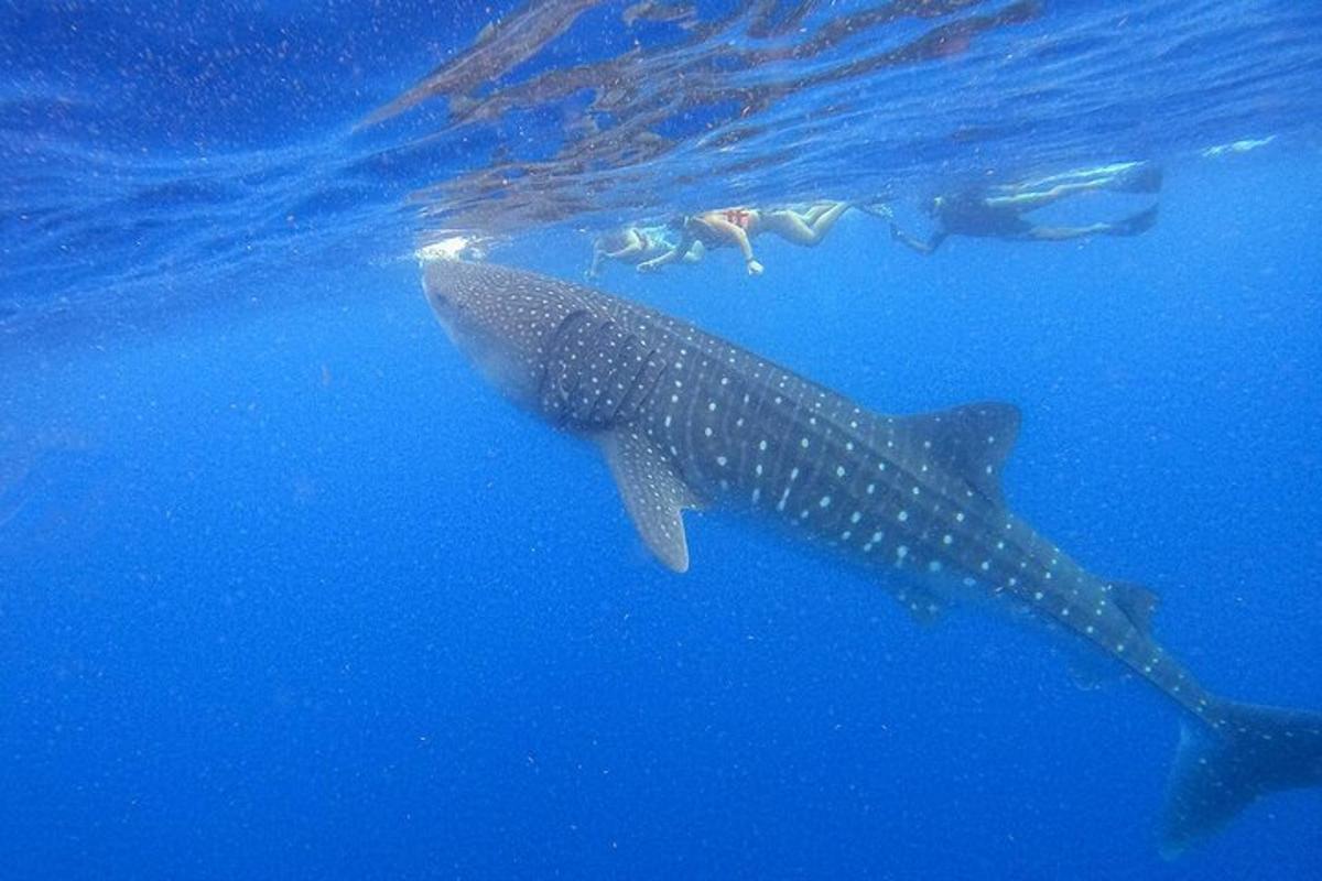 a whale shark and a person swimming in the ocean