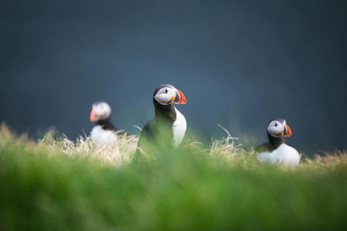 un gruppo di uccelli in piedi nell'erba