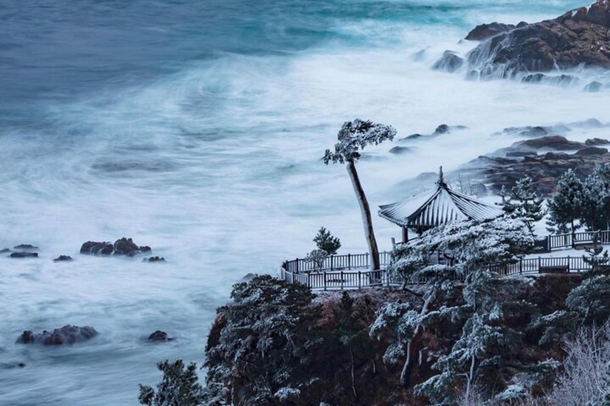 a palm tree sitting on top of a cliff next to the ocean
