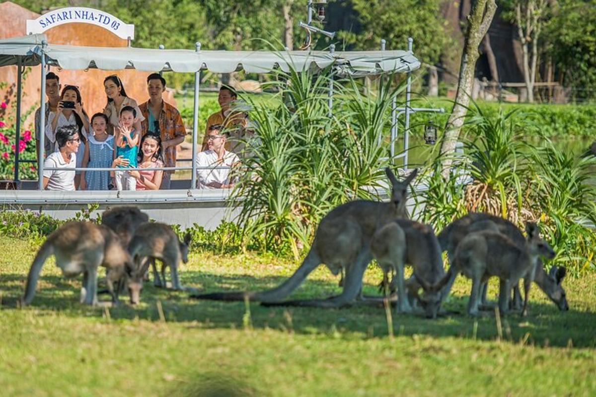 a group of kangaroos in front of a group of people
