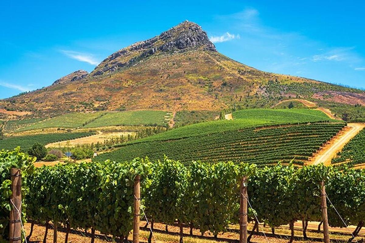 kebun anggur dengan gunung di latar belakang