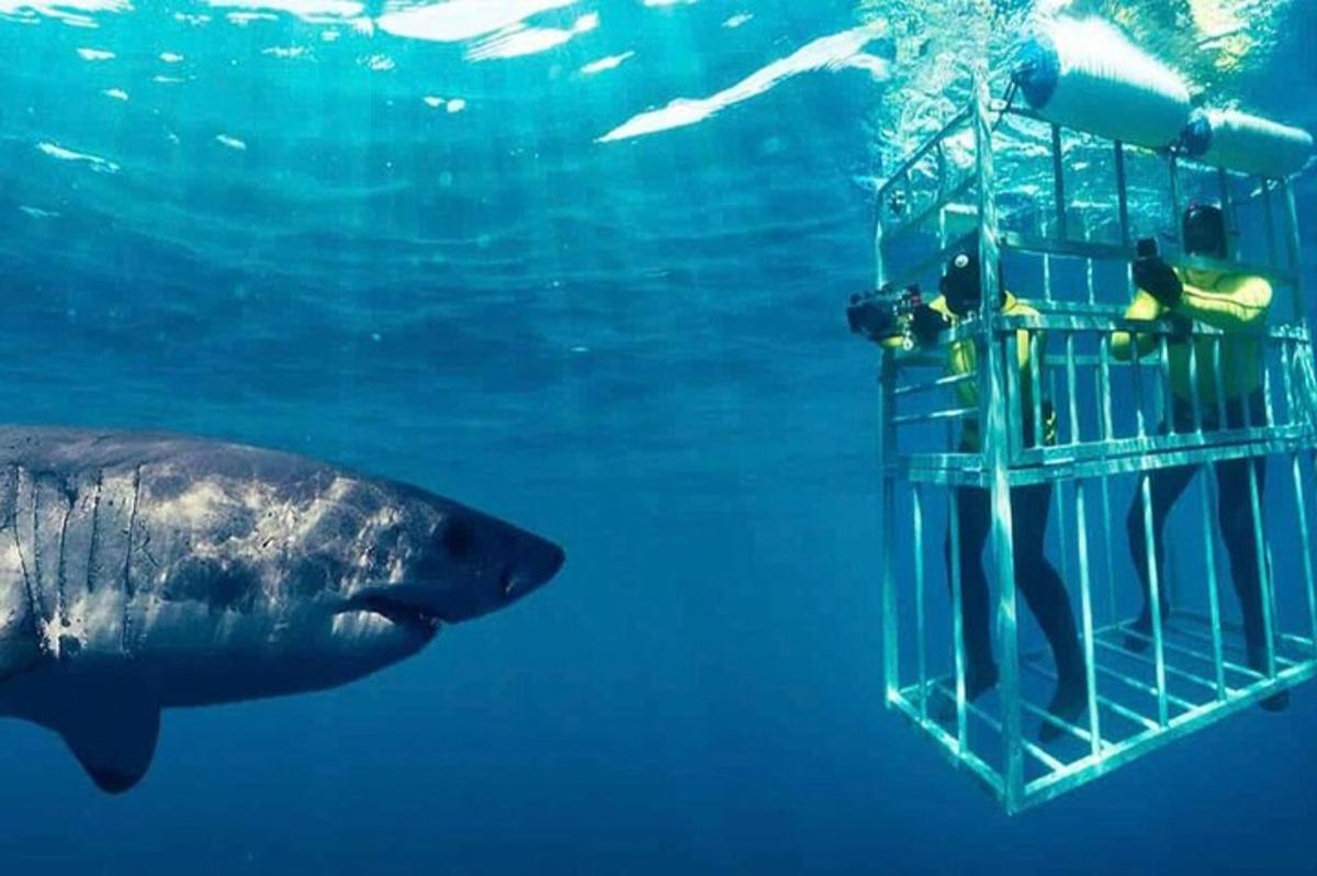 seorang penyelam melihat ikan paus di dalam air