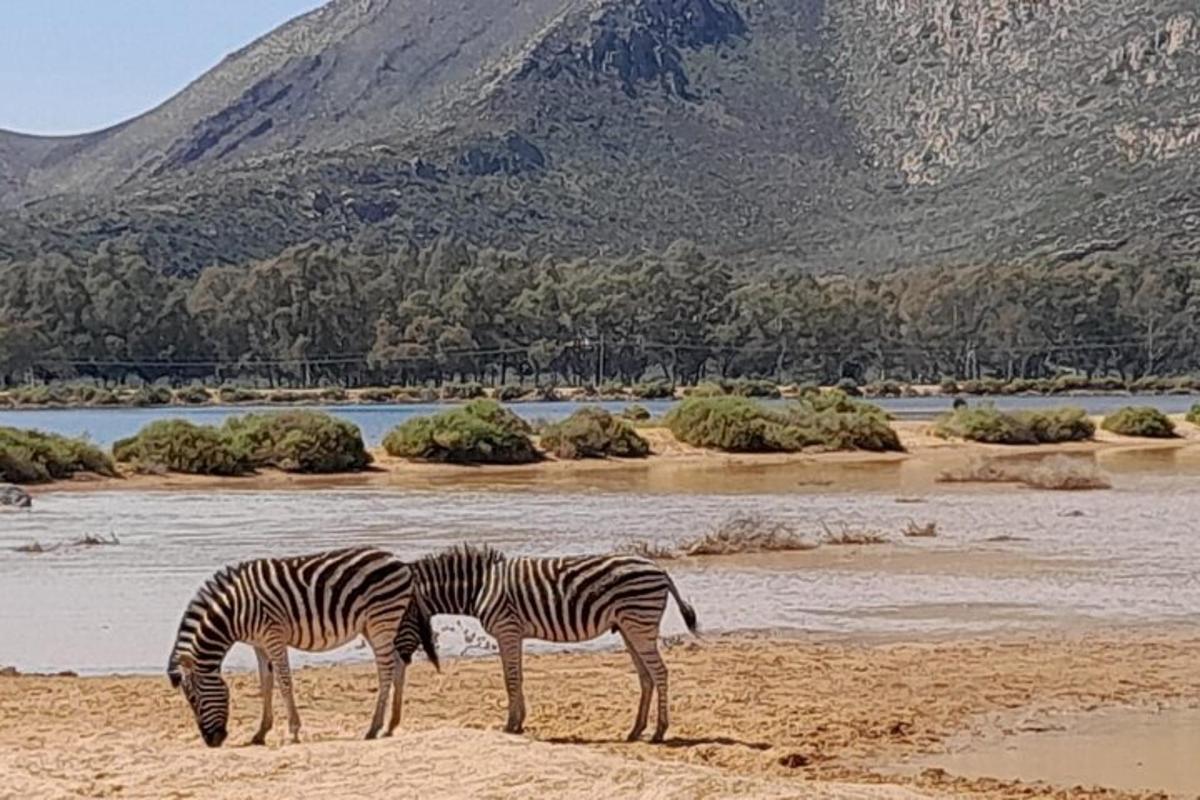 dvije zebre pasu na pijesku blizu vodene površine