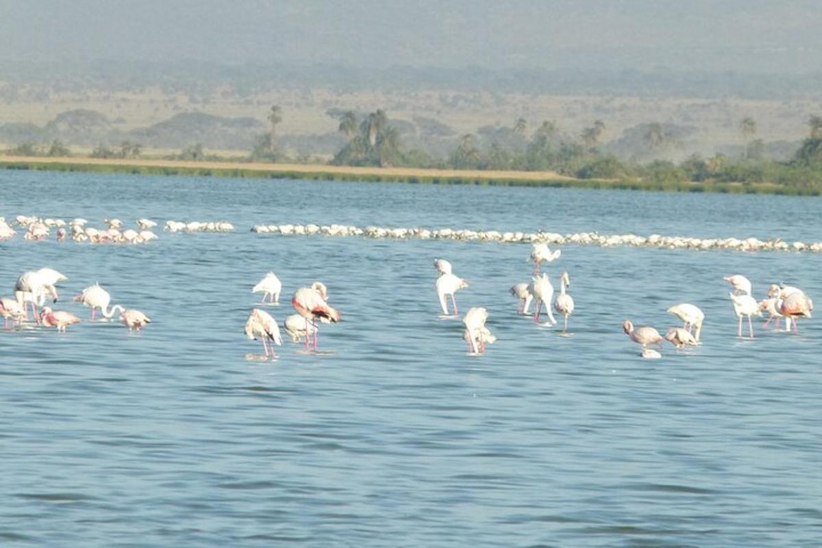 een zwerm roze flamingo's die in het water staan