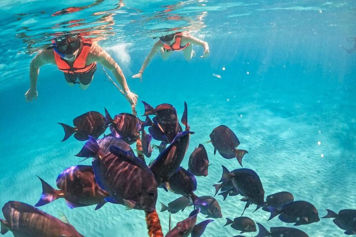 three people swimming in the water with a group of fish