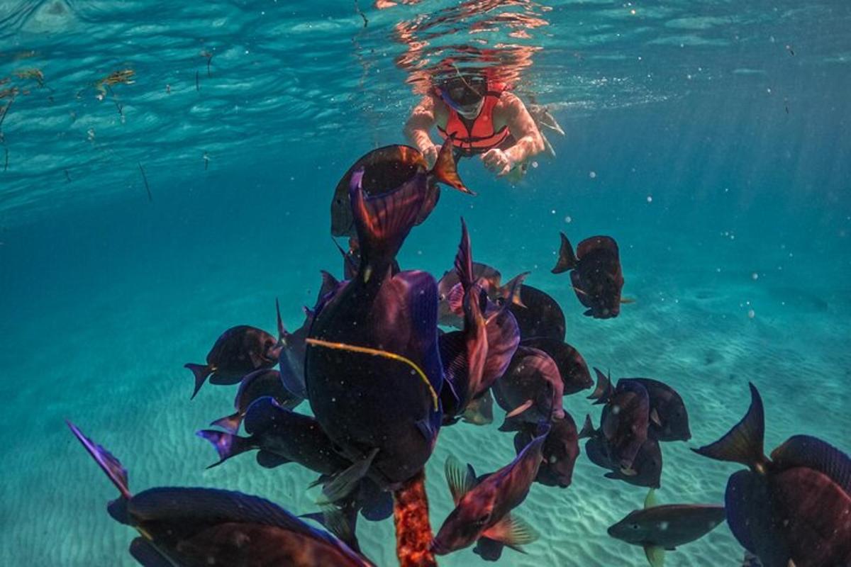 a person in the water with a group of fish