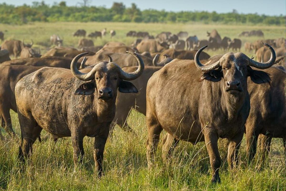 hjörð af buffalóum stendur á akri