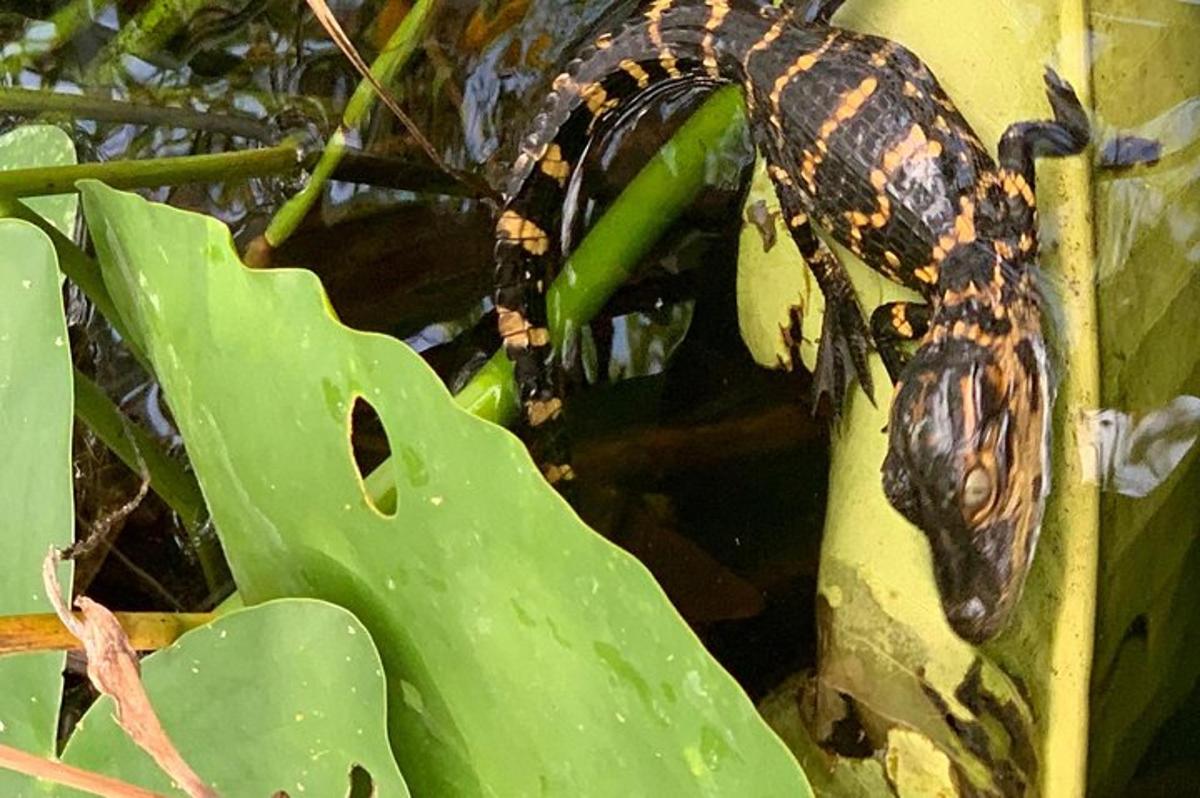 a snake is sitting on a green leaf