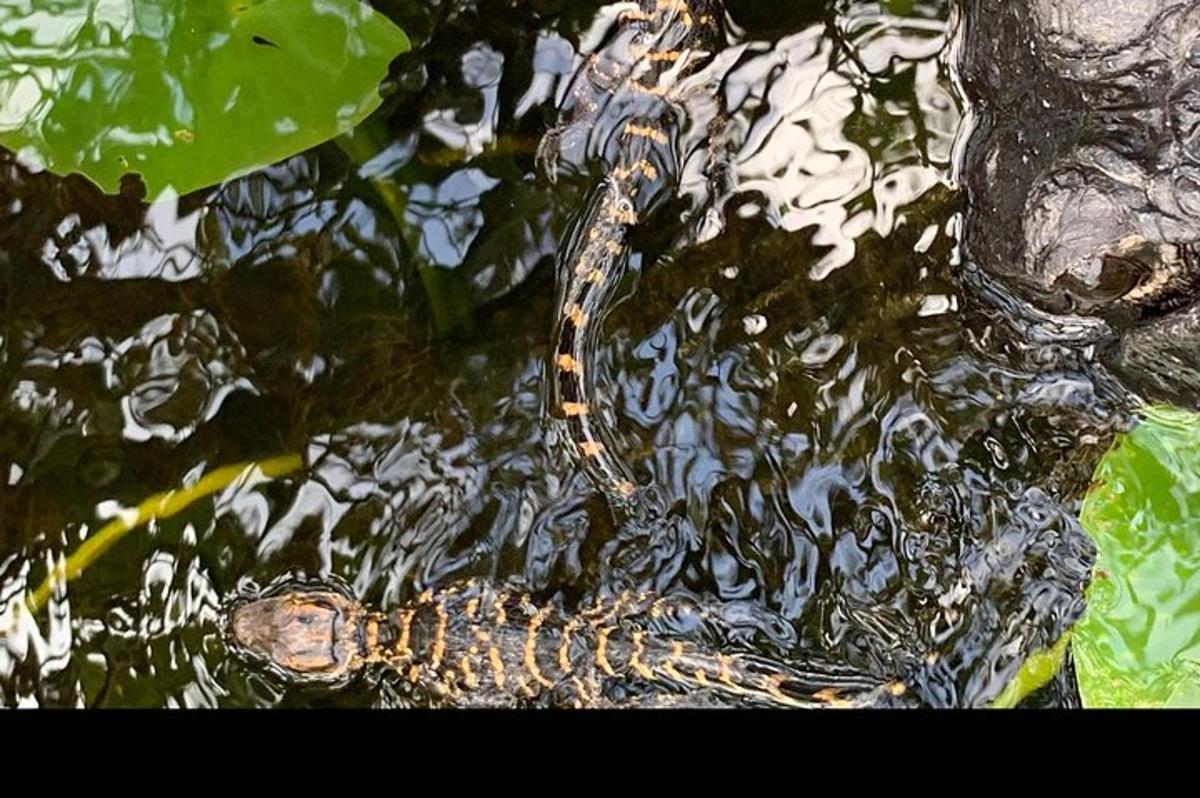 a snake is sitting in the water