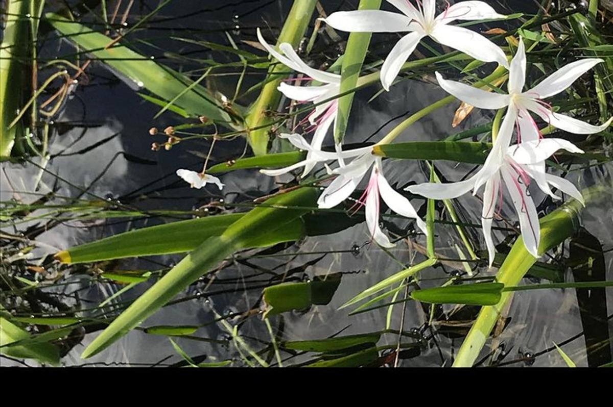 a group of white flowers with green leaves