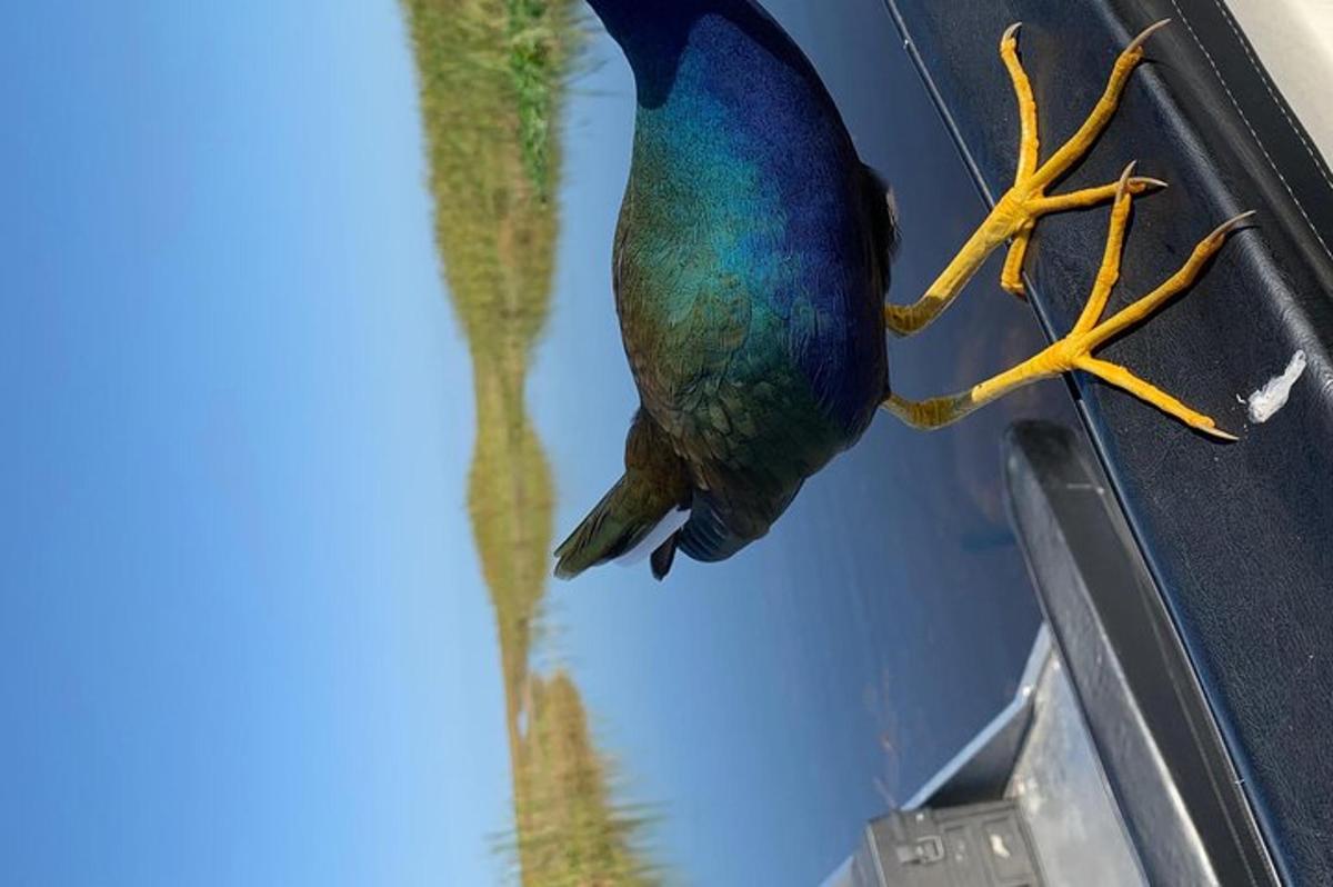 a colorful bird hanging from the side of a car