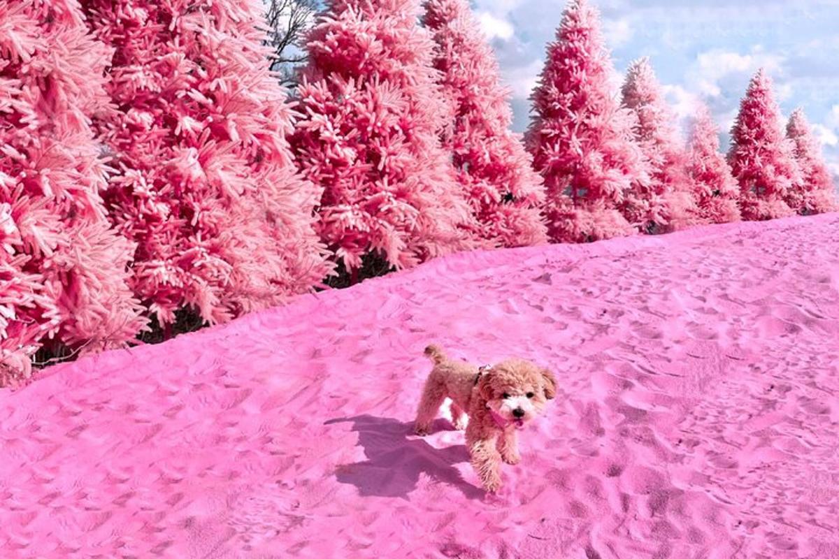 seekor anjing berjalan di ladang bunga merah jambu