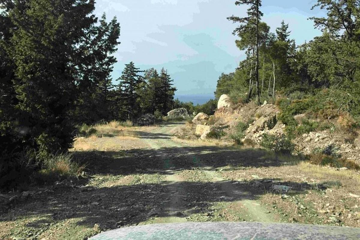 una strada sterrata con alberi ai lati