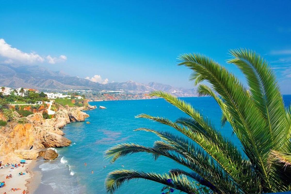 a palm tree on the shore of a beach