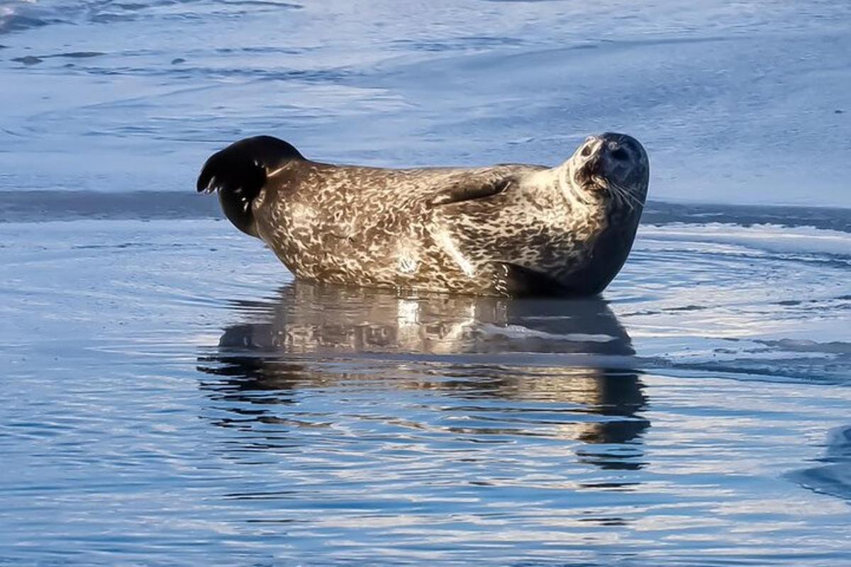 a sea lion is standing in the water