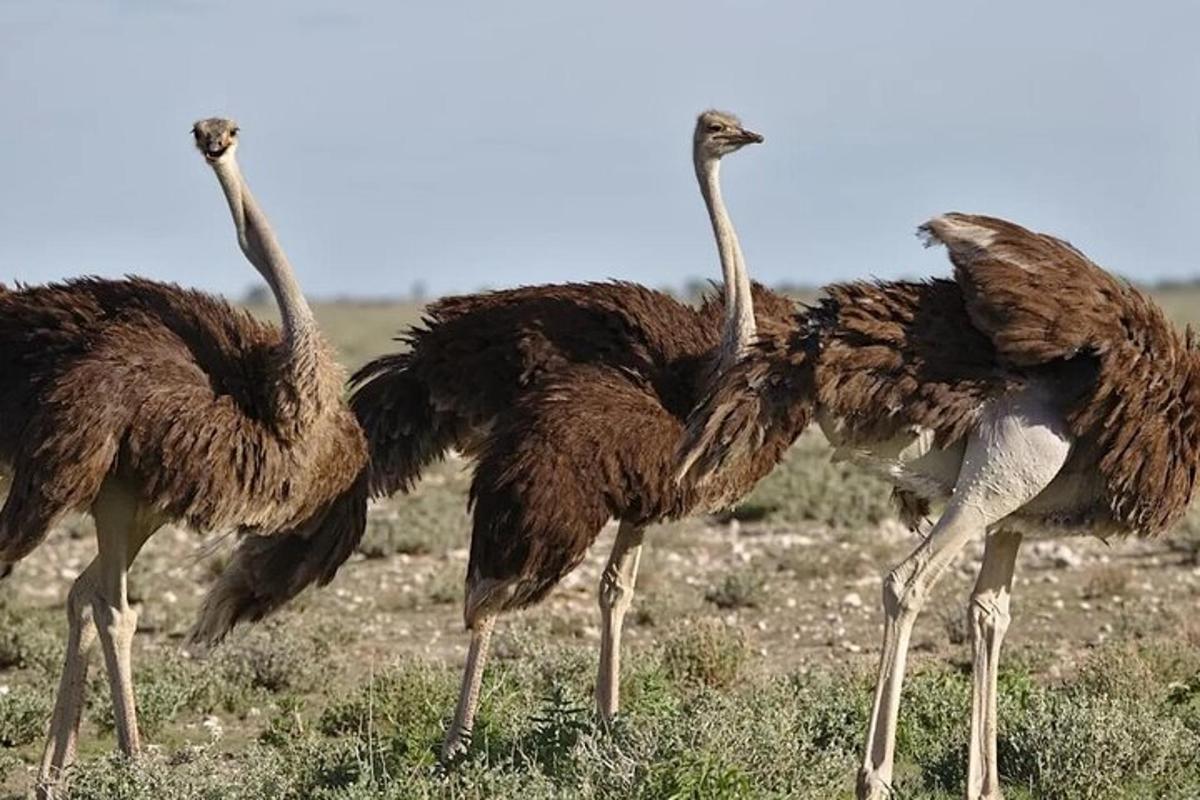 eine Gruppe von Straußen, die auf einem Feld stehen