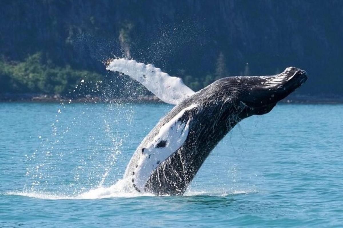 ein Delphin im Wasser mit seinem Arm in der Luft