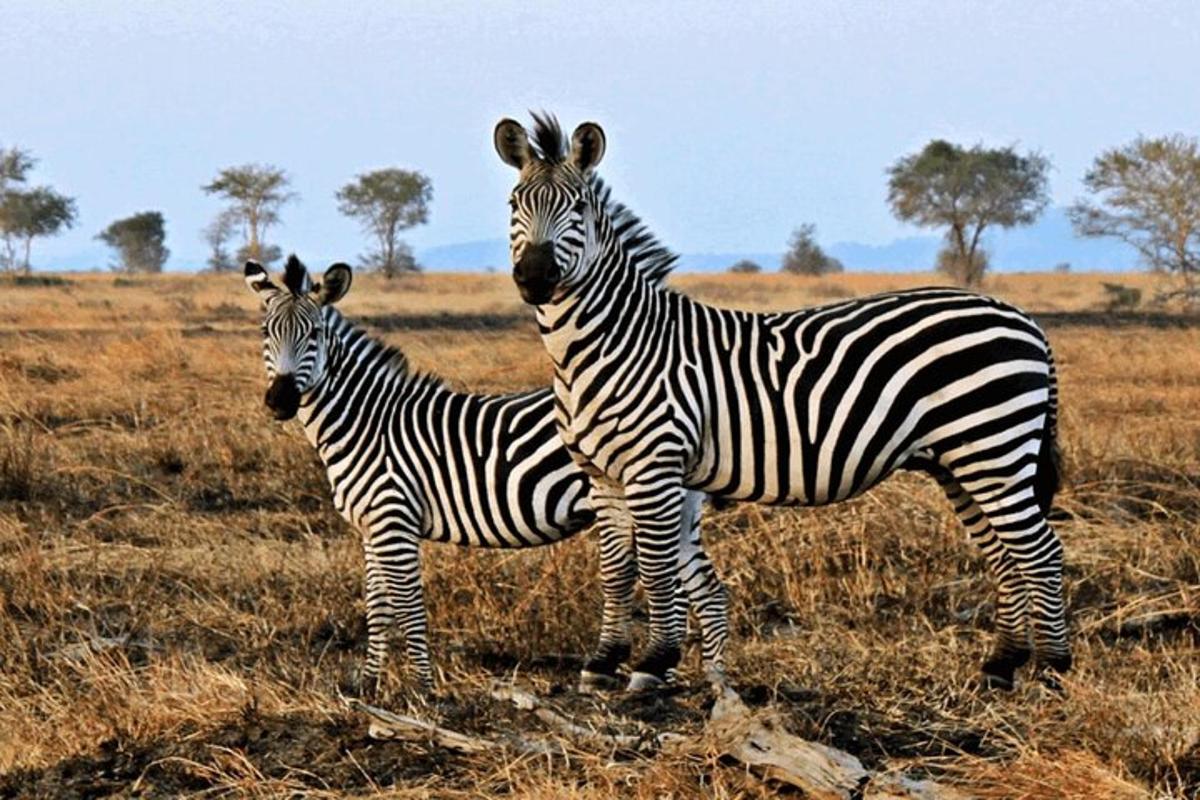 două zebre stând una lângă alta pe un câmp