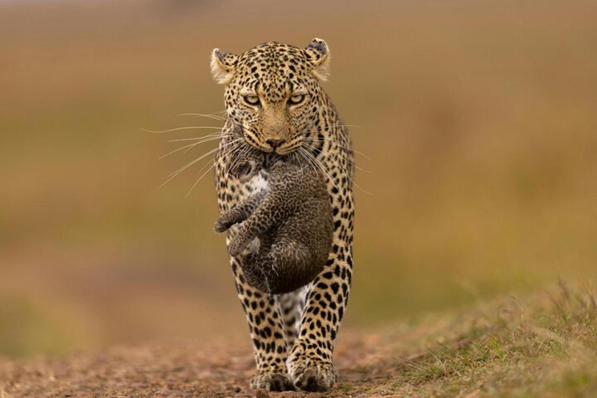un leopardo che cammina lungo una strada sterrata