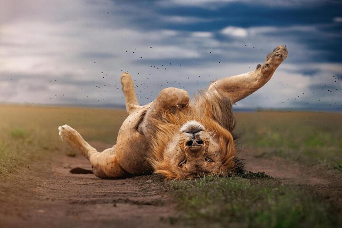 un cane che rotola sulla schiena su una strada sterrata