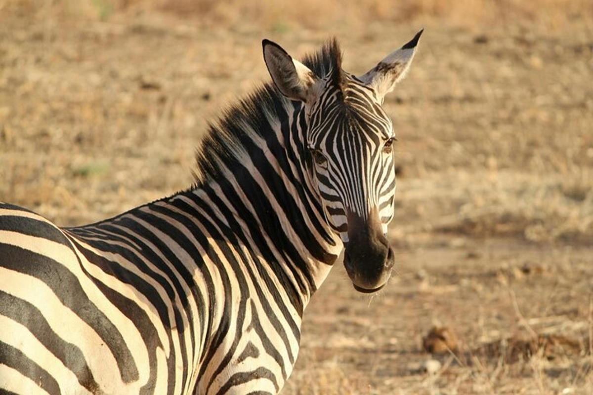 una zebra in piedi in mezzo a un campo