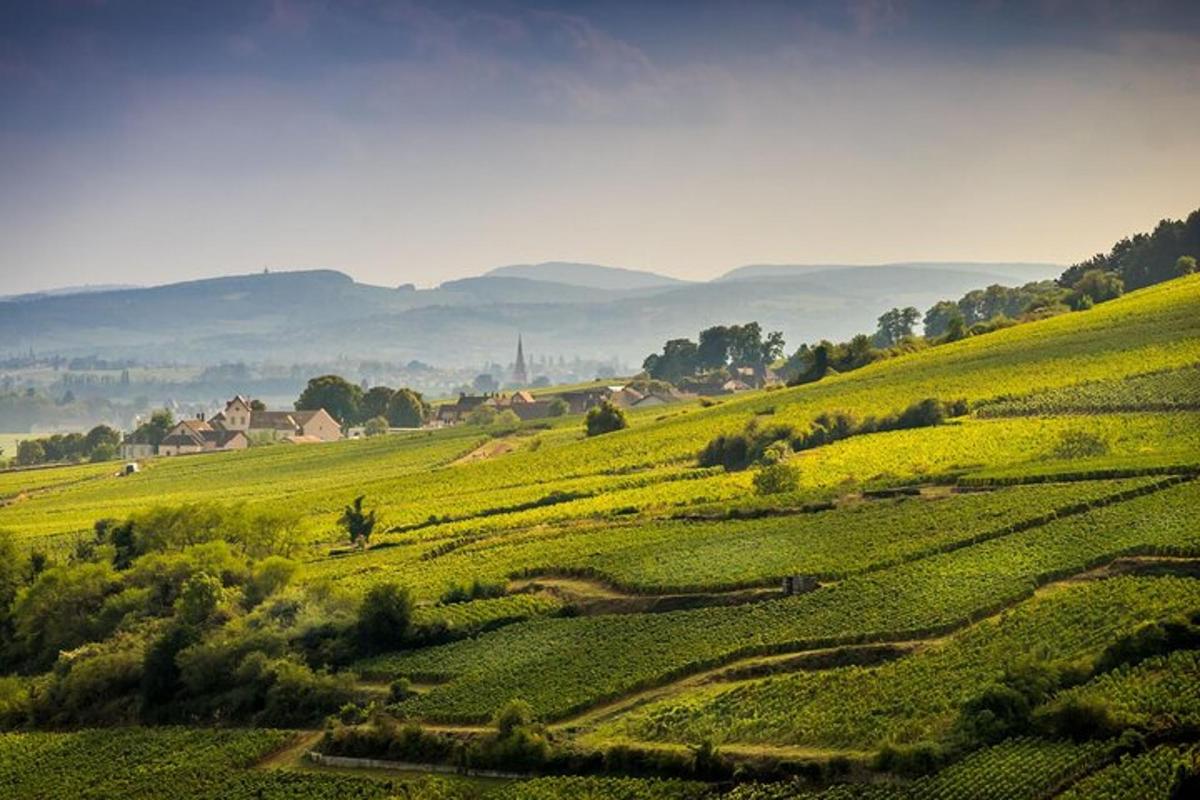 zeleno polje z drevesi in hribi v ozadju