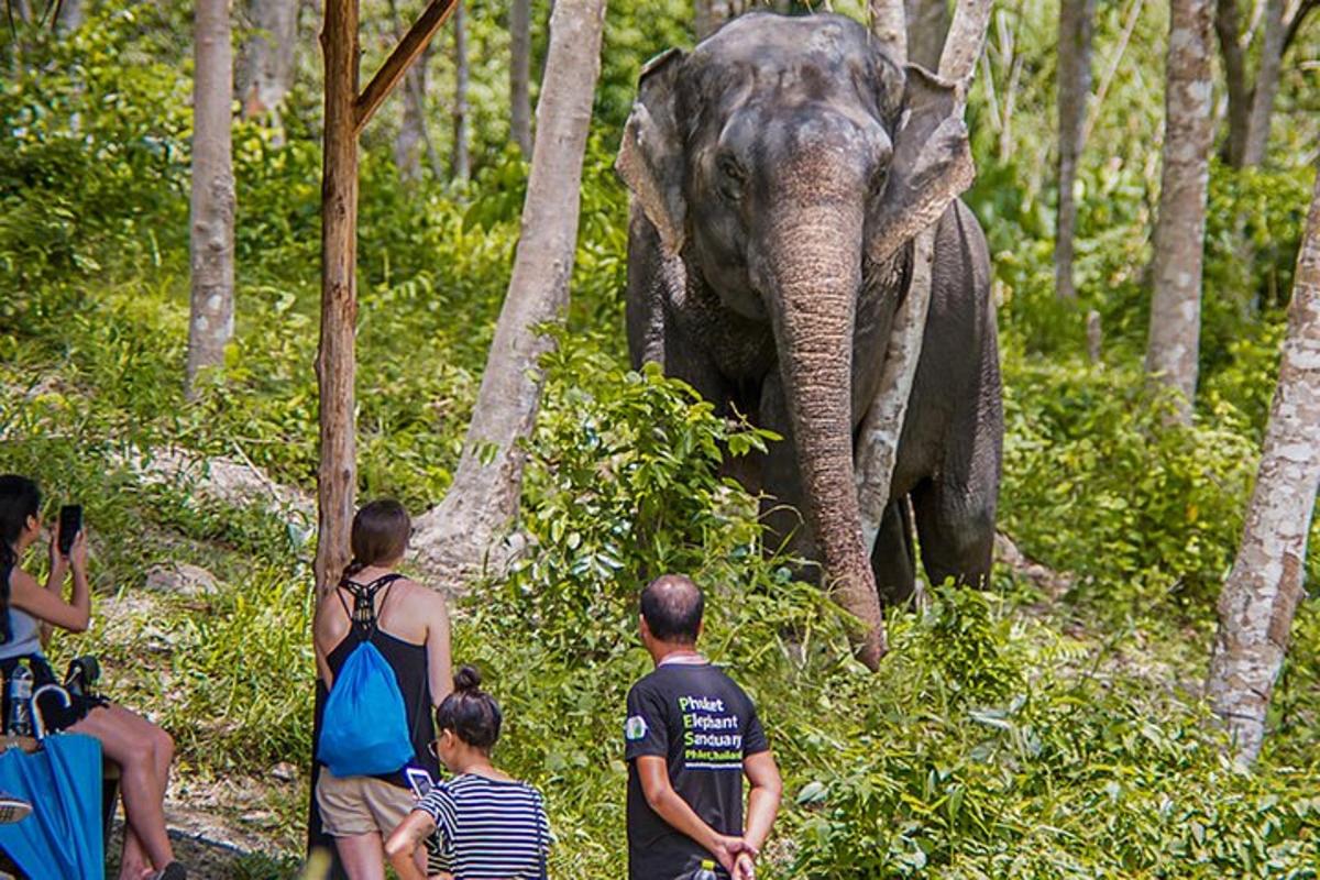 un gruppo di persone che osserva un elefante nella foresta